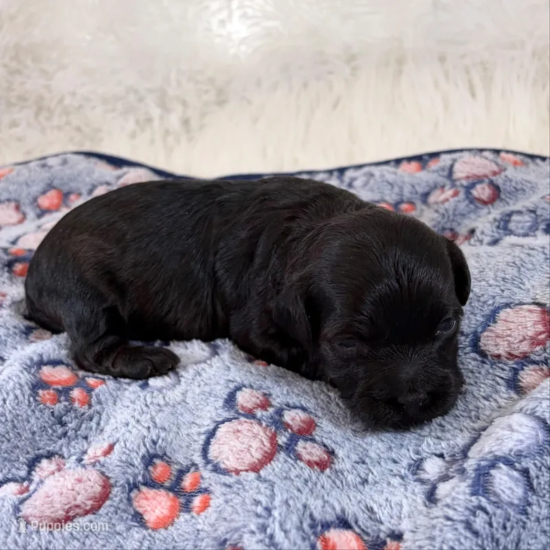 Vader – Shihpoo, Poodle - Toy  puppy for sale in Staunton, VA