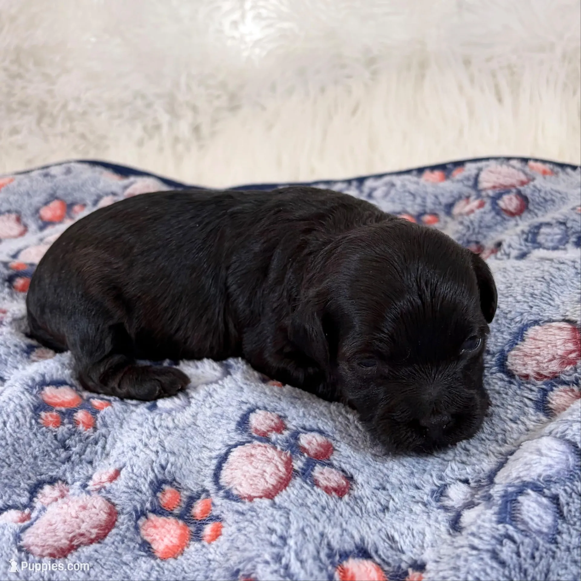 Vader, a male Shihpoo and Poodle - Toy  for sale in Staunton, VA – Photo 1 of 3