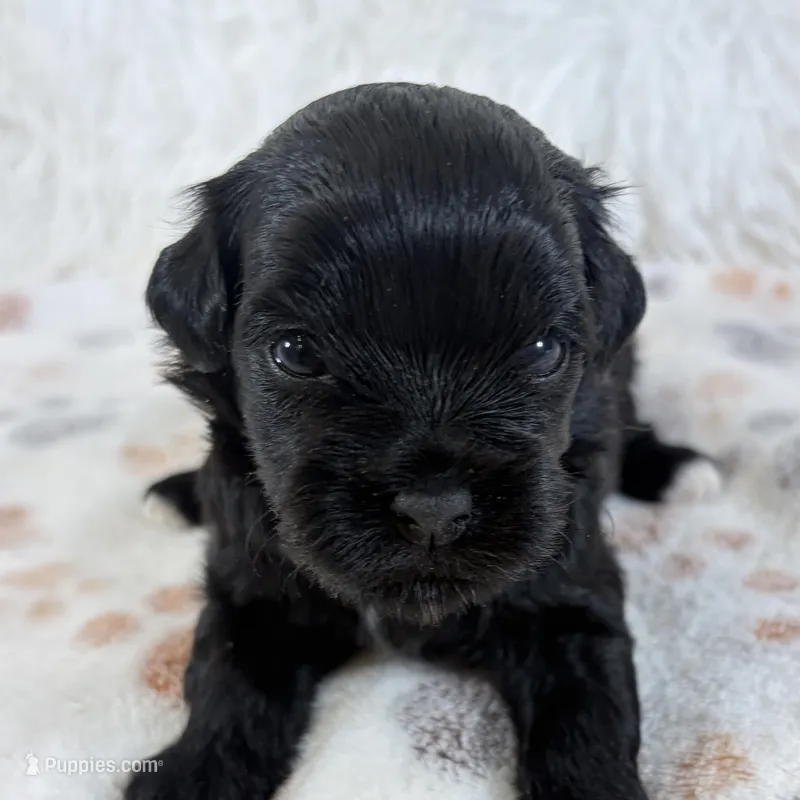 Izzy – Shihpoo puppy for sale in Staunton, VA