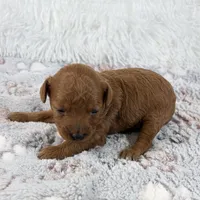 Yvone, a female Poodle - Toy  for sale in Staunton, VA – 2 of 4