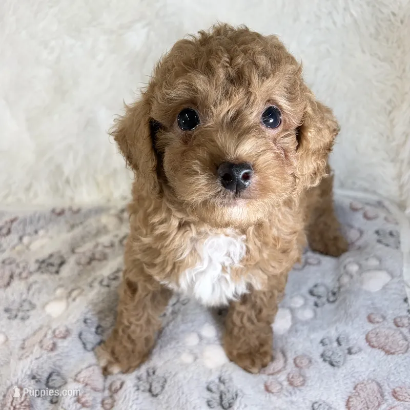 Asher – Poodle - Toy  puppy for sale in Staunton, VA