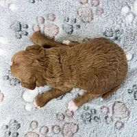Xander, a male Poodle - Toy  for sale in Staunton, VA – 4 of 4