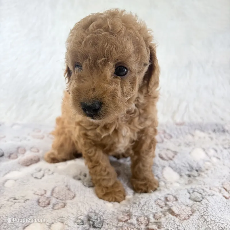Bear – Poodle - Toy  puppy for sale in Staunton, VA