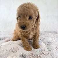 Bear, a male Poodle - Toy  for sale in Staunton, VA – 6 of 10