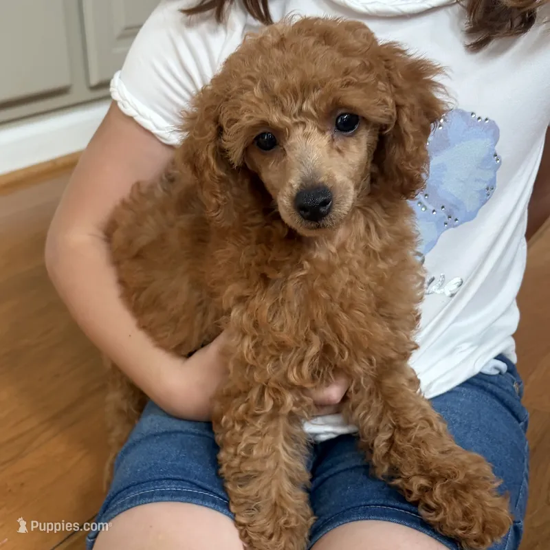 Yvonne – Poodle - Toy  puppy for sale in Staunton, VA