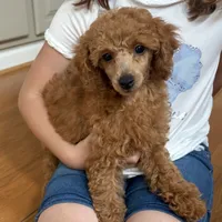 Yvonne, a female Poodle - Toy  for sale in Staunton, VA – 1 of 10