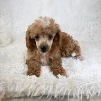Willa, a female Poodle - Toy  for sale in Staunton, VA – 3 of 10