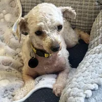 Winnie 4 lb 5 oz. , a female Poodle - Toy  for sale in Staunton, VA – Photo 2 of 6