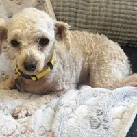 Winnie 4 lb 5 oz. , a female Poodle - Toy  for sale in Staunton, VA – Photo 5 of 6