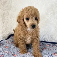 Bear, a male Poodle - Toy  for sale in Staunton, VA – 4 of 10