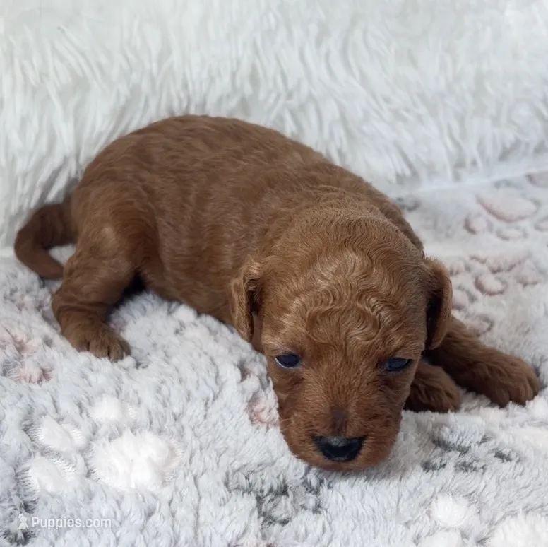 Yvonne – Poodle - Toy  puppy for sale in Staunton, VA