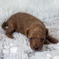 Yvonne, a female Poodle - Toy  for sale in Staunton, VA – 5 of 9