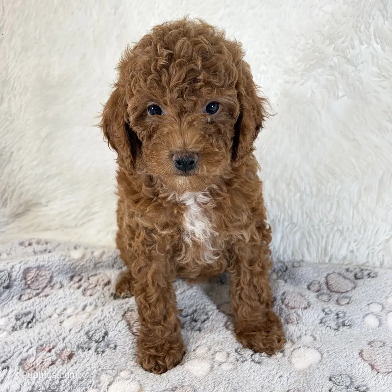 Zoe – Poodle - Toy  puppy for sale in Staunton, VA