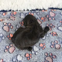 Tux, a male Shihpoo and Poodle - Toy  for sale in Staunton, VA – Photo 4 of 4