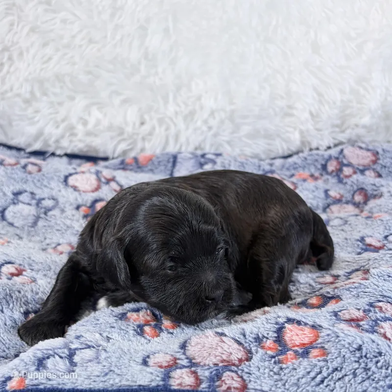Tux – Shihpoo, Poodle - Toy  puppy for sale in Staunton, VA
