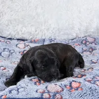 Tux, a male Shihpoo and Poodle - Toy  for sale in Staunton, VA – Photo 1 of 4