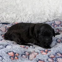 Tux, a male Shihpoo and Poodle - Toy  for sale in Staunton, VA – Photo 2 of 4