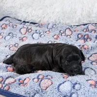 Tux, a male Shihpoo and Poodle - Toy  for sale in Staunton, VA – Photo 3 of 4