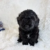 Vader, F1B shihpoo, a male Shihpoo and Poodle - Toy  for sale in Staunton, VA – 3 of 10