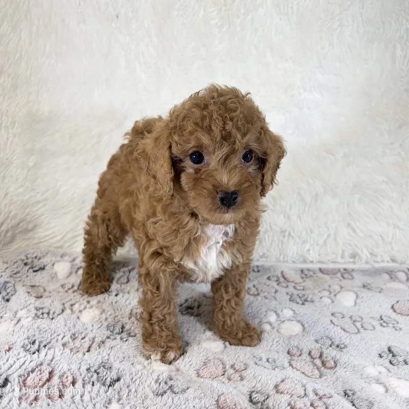 Asher – Poodle - Toy  puppy for sale in Staunton, VA