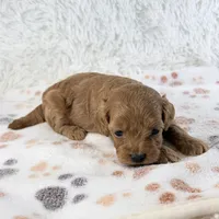 Dolly F1B Shihpoo, a female Shihpoo and Poodle - Toy  for sale in Staunton, VA – 2 of 6