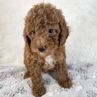 Zoe, a female Poodle - Toy  for sale in Staunton, VA – 5 of 10