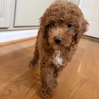 Zoe, a female Poodle - Toy  for sale in Staunton, VA – 2 of 10