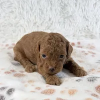 Chloe F1B Shihpoo , a female Shihpoo and Poodle - Toy  for sale in Staunton, VA – 5 of 6