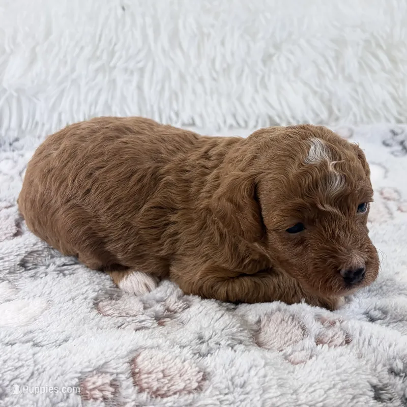 Xander – Poodle - Toy  puppy for sale in Staunton, VA