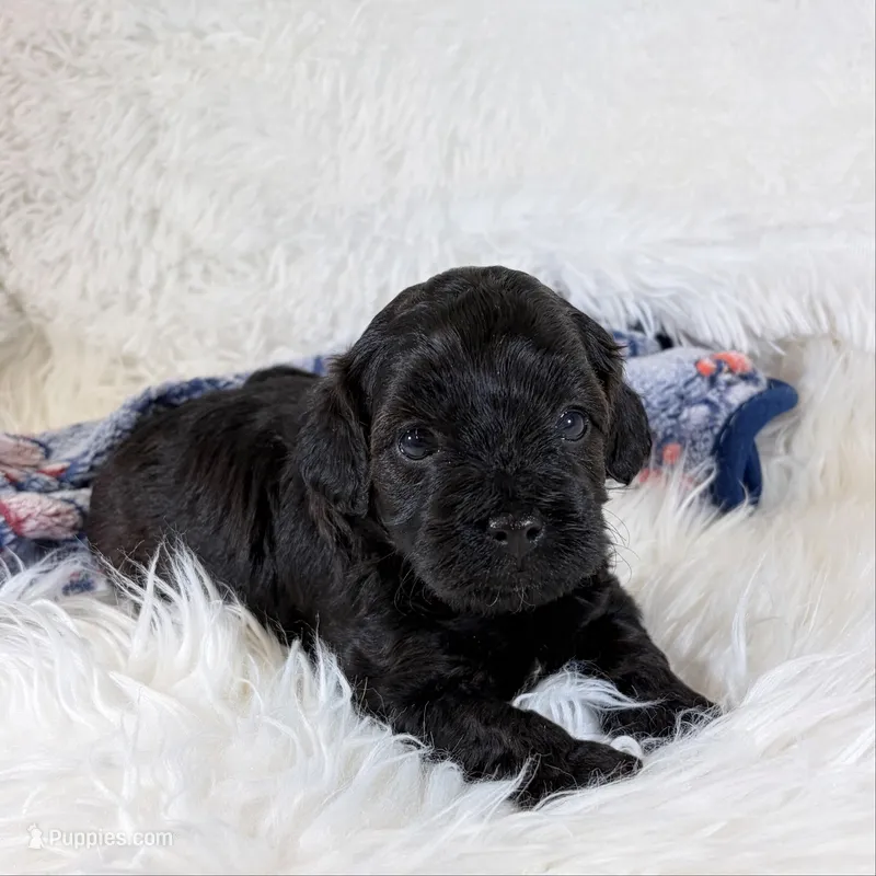 Vader – Shihpoo, Poodle - Toy  puppy for sale in Staunton, VA