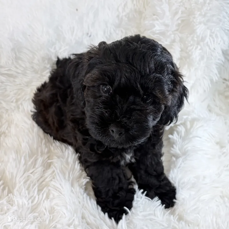 Vader, F1B shihpoo – Shihpoo, Poodle - Toy  puppy for sale in Staunton, VA