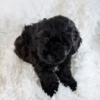 Vader, F1B shihpoo, a male Shihpoo and Poodle - Toy  for sale in Staunton, VA – 2 of 10