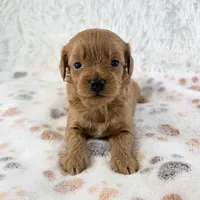 Fawn , a female Shihpoo and Poodle - Toy  for sale in Staunton, VA – 3 of 5