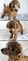 Yvonne, a female Poodle - Toy  for sale in Staunton, VA – 3 of 10