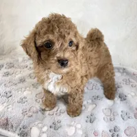 Asher, a male Poodle - Toy  for sale in Staunton, VA – 3 of 10
