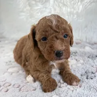 Xander, a male Poodle - Toy  for sale in Staunton, VA – 8 of 10