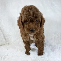 Zoe, a female Poodle - Toy  for sale in Staunton, VA – 7 of 10