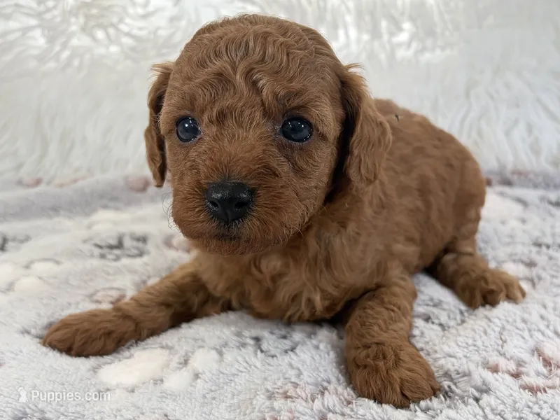 Yvonne – Poodle - Toy  puppy for sale in Staunton, VA