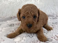 Yvonne, a female Poodle - Toy  for sale in Staunton, VA – 6 of 10