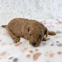 Gunner, a male Shihpoo and Poodle - Toy  for sale in Staunton, VA – 4 of 4