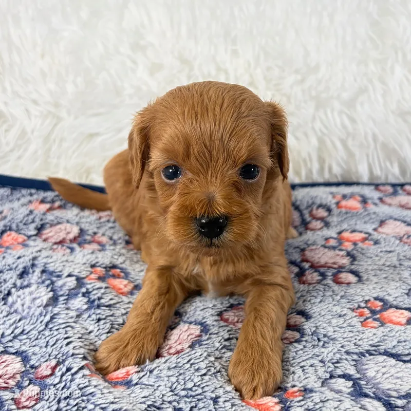 Fawn, F1B Shihpoo – Shihpoo, Poodle - Toy  puppy for sale in Staunton, VA
