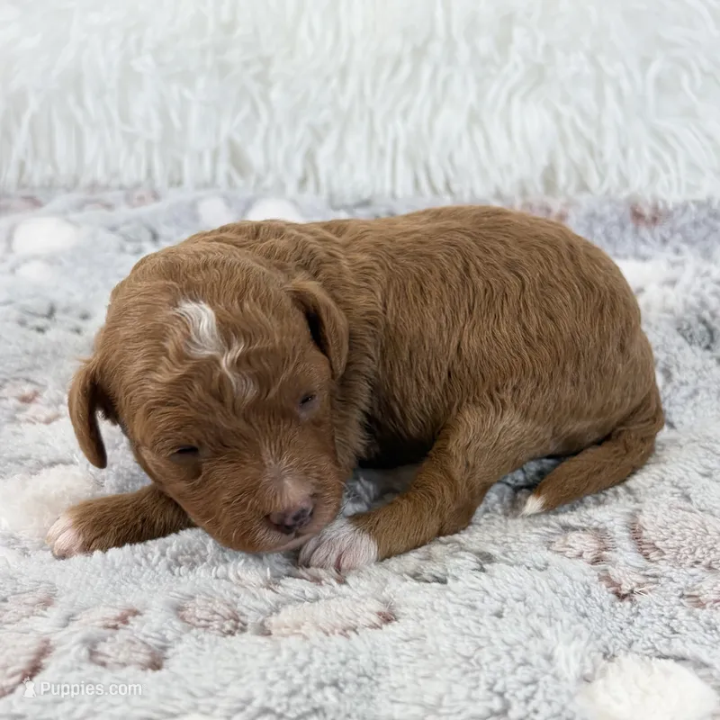 Xander – Poodle - Toy  puppy for sale in Staunton, VA