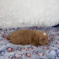 Shiloh, a male Shihpoo and Poodle - Toy  for sale in Staunton, VA – Photo 2 of 3