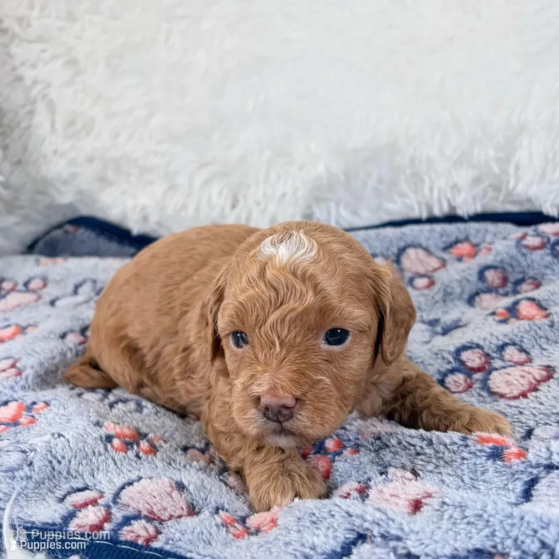 Shiloh – Shihpoo, Poodle - Toy  puppy for sale in Staunton, VA