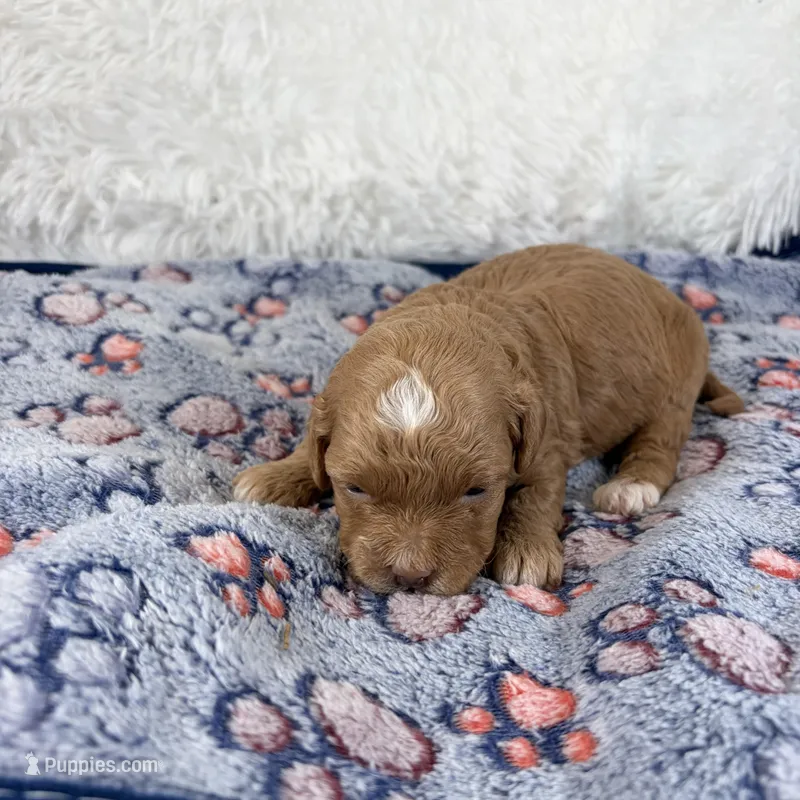 Shiloh – Shihpoo, Poodle - Toy  puppy for sale in Staunton, VA