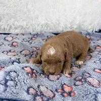 Shiloh, a male Shihpoo and Poodle - Toy  for sale in Staunton, VA – Photo 1 of 3