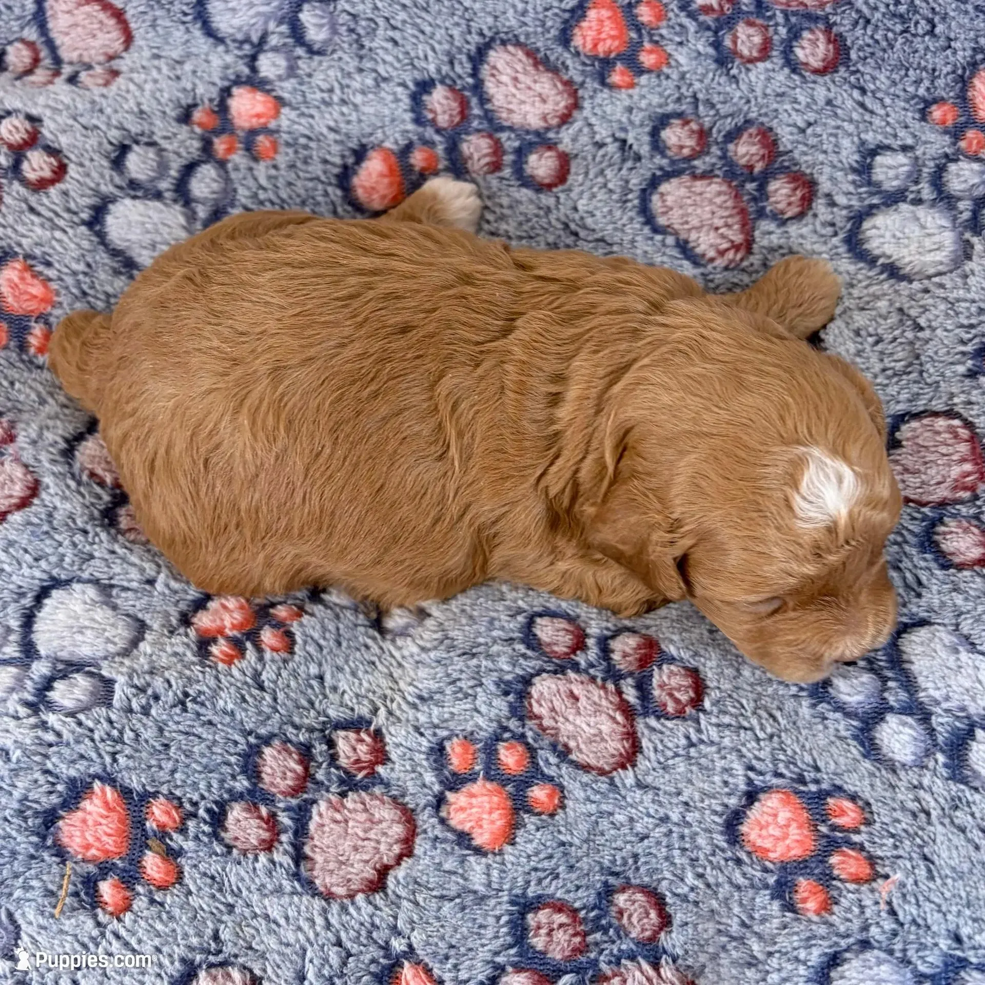 Shiloh, F1B shihpoo, a male Shihpoo and Poodle - Toy  for sale in Staunton, VA – 8 of 10