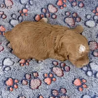 Shiloh, a male Shihpoo and Poodle - Toy  for sale in Staunton, VA – Photo 3 of 3