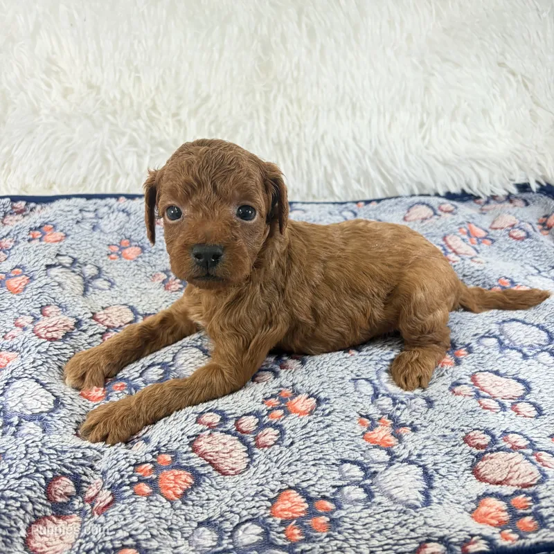 Enzo, F1B Shihpoo – Shihpoo, Poodle - Toy  puppy for sale in Staunton, VA