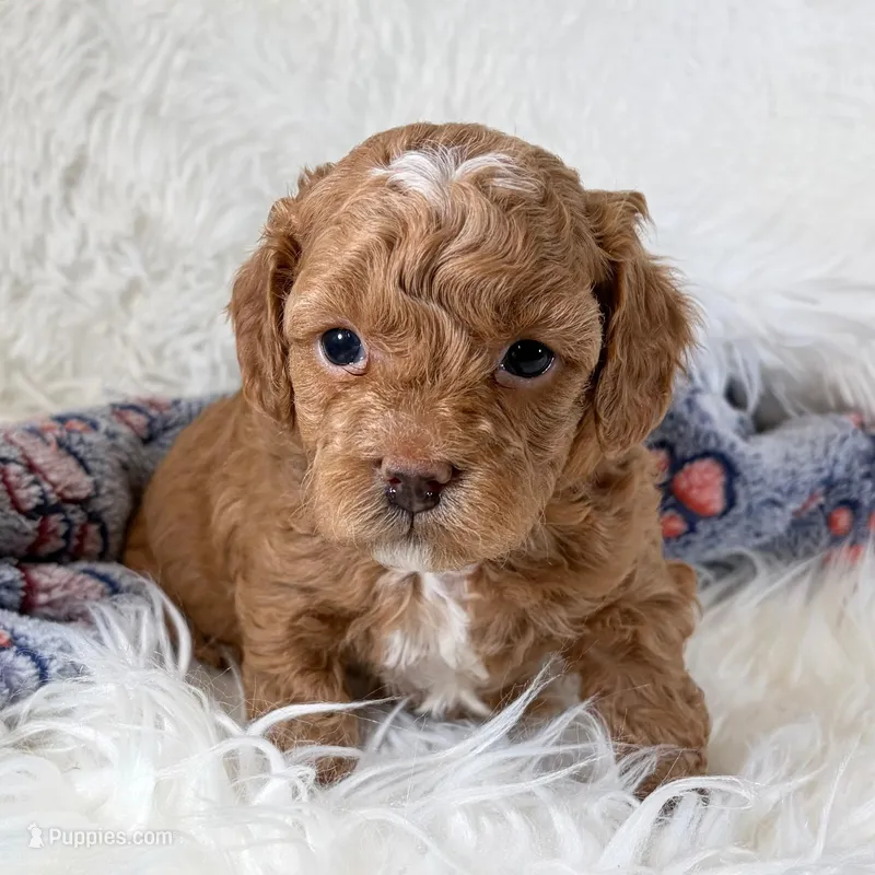 Shiloh – Shihpoo, Poodle - Toy  puppy for sale in Staunton, VA